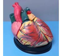 4x Enlarged Human Heart Model - 3D Anatomical with 3 Detachable Parts & Digital Labels for Educational Purposes