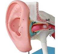 4X Magnification Human Ear Model, Human Inner Ear Structure Anatomy Model, Displaying Outer, Middle, Inner Ear with Base, 8 Parts, for Teaching, Study Display and Physiology Education.