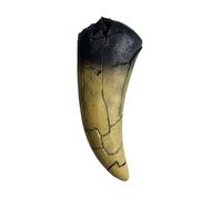 5.1 inches Tyrannosaurus Tooth Direct Cast Replica,Dinosaur Relic Bone Replica