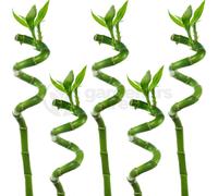 (5) 50cm Lucky Bamboo - Indoor Plant Pot Garden Windowsill Bowl