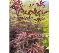 5-6ft Extra Large Acer Palmatum Skeeters Broom Japanese Maple Tree Direct Plants Multi One Size