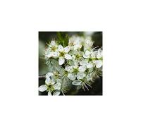 (5 Blackthorn Hedging Plants 40-60cm Prunus Spinosa Bareroot Native Sloe Berries (Plant 5 Per Metre)) Blackthorn Hedging Plants 40-60cm Prunus Spinosa Bareroot Native Sloe Berries (Plant 5 Per Metre)