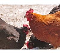 5 Deadly Mistakes To Avoid When Raising Chickens