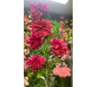 5-Head Artificial Chrysanthemum Stem - Realistic Silk Flowers for Home, Wedding & Memorial Décor (Rosa)