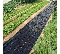 5 Holes Black Plastic Mulch Film for Agricultural Vegetable Film Plant Plastic Perforated PE for Garden Plant Mulch Membrane intens ely 3X33 Ft