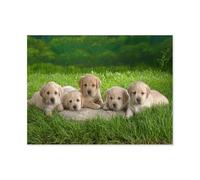 5 Labrador puppies on the lawn，Jigsaw Puzzles Puzzles for Adults Kids. 1000 Piece Whimsical Challenge Toy Educational Games Home Decoration for Adults& Kids Age 14 Years Up（75x50cm）-N99