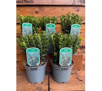 5 Large Euonymus Green Spire Evergreen Shrubs In 2/3 Litre Pots Box Buxus Alternative By Direct Plants