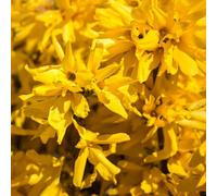 5 Large Forsythia Lynwoods Gold Shrubs 3-4Ft Tall In 3 Litre Pots By Direct Plants