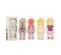 5-Layer Human Body Wooden Puzzle For Kids - Anatomy Learning Toy STE Muscles, & Organs 36pcs Skeleton, with Skin,