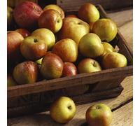 5 Litre Pot 1 Plant Apple 'Cox's Orange Pippin' Fruit Tree - Premium Dessert Apple, Rich Aromatic Flavor, Grafted onto Dwarfing Rootstock, by Thompson and Morgan