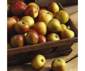 5 Litre Pot 1 Plant Apple 'Cox's Orange Pippin' Fruit Tree - Premium Dessert Apple, Rich Aromatic Flavor, Grafted onto Dwarfing Rootstock, by Thompson and Morgan