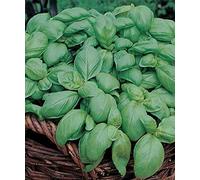 5 Mats Seeds of Herb Basil Sweet 8cm Seed