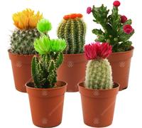 (5) Mini Disco Cactus Mix House / Office Indoor 5.5Cm Pot Small Gift Plant