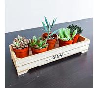5 Mini Live Succulent Plants - Indoor Cactus & Cacti Mix in Pots, Real Low Maintenance Houseplants for Home Office Desk Decor, Easy Care Gifts