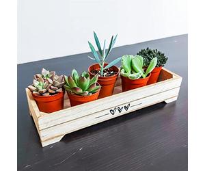 5 Mini Live Succulent Plants - Indoor Cactus & Cacti Mix in Pots, Real Low Maintenance Houseplants for Home Office Desk Decor, Easy Care Gifts