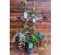 5 Mixed Extra Large Evergreen Climbing Ivy In 2/3 Litre Pots By Direct Plants