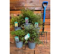 5 Mixed Extra Large Spiraea Flowering Shrubs in 3 Litre Pots By Direct Plants