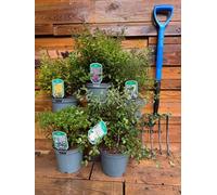 5 Mixed Extra Large Spiraea Flowering Shrubs In 3 Litre Pots By Direct Plants