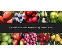 5 Mixed Fruit Trees ( Apple Cherry Pear Plum ) 4-6Ft Tall By Direct Plants