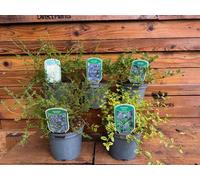 5 Mixed Large Ceanothus Lilac Shrubs In 2/3 Litre Pots By Direct Plants
