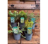 5 Mixed Large Euonymus Evergreen Shrubs In 2/3 Litre Pots By Direct Plants