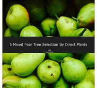 5 Mixed Pear Fruit Trees 100-125Cm Tall By Direct Plants