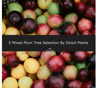 5 Mixed Plum Fruit Trees 4-6Ft Tall By Direct Plants