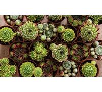 Thompson & Morgan Mixed Succulent Houseplants - 5 Potted Plants