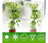 5-Pack Clear Plastic Plant Covers for Frost Protection & Winter Garden - Waterproof Sunlight-Permeable Shelter Bags for Outdoor for Pla(150 * 160CM)