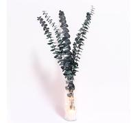 5 Pcs Dried Eucalyptus for Vase with String Light, Dried Flowers for Hexagonal Vase Eucalyptus for Shower Eucalyptus Stems Dried Flowers Boho Table Decor Dry Flowers for Decoration Wedding Home Decor