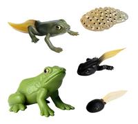 5 Pcs Plastic Frogs, Life Cycle of a Frog, Mini Frogs Educational Set, Frog Figurines for Science Learning, Realistic Stages from Egg to Adult