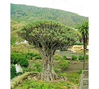 5 Seed of Dracaena Draco The Dragon Tree