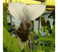 5 Seeds of Tacca White Bat Plant