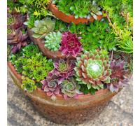Gardeners Dream Sempervivum Plant Collection - Mix Of 5 Indoor Succulent Plants, Hen And Chick Houseplants In 5.5Cm Pots
