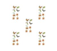 5 set of Life Cycle Sets Figurine Toys Butterfly and Bean Plants Science for Children