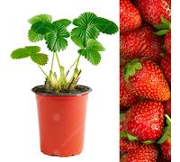 (5) Strawberry 'Elsanta' Mid Season Fruit Bush Garden Plants | 9Cm Pot