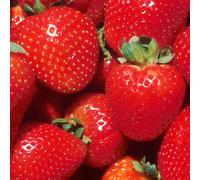(5) Strawberry 'Marshmello' Fast Growing Bare Root Garden Bush Fruit Plants