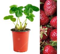 (5) Strawberry 'Red Gauntlet' Hardy Garden Fruit Plant Bushes | 9Cm Pot