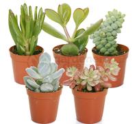 (5) Succulent Mix - House / Office Live Indoor Pot Plant - Ideal Gift