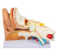 5 Times Enlarged Human Ear Model, PVC Plastic Anatomical Ear Model, Human Ear Anatomy Displaying Outer, Middle, Inner Ear with Base for Education