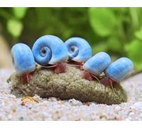 5 x Blue Ramshorn Snails Live Freshwater Aquarium Good Size High Grade