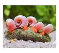5 x HIGH GRADE Pink Pearl Ramshorn Snails Live Freshwater Aquarium