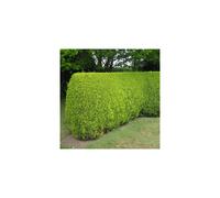 5 X Leylandii Gold Evergreen Conifer Hedging Castlewellan Plant In Pot (1-2Ft)