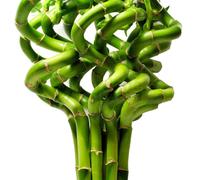 5 x Lucky Bamboo 50cm Spiral Stems for Indoor Plant Pot Garden