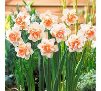 5 x Narcissus Double Replete - Spring Flowering Bulbs - Sweetly Fragranced Double White Daffodil Blooms - Popular Cut Flowers - Perennial - for Your Beautiful Garden
