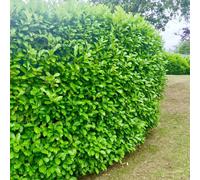 50 Cherry Laurel Evergreen Hedging Plant Fast Growing 40-60cm Potted