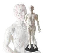 50 Cm Human Body Acupuncture Point Model, Men's Acupuncture Points, with Base, Easy to Observe/carry, Meridian Points:480, Soft Membrane, for Acupuncture, Massage,A