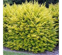(50) Gold Privet Hedging Plants 20-40Cm Ligustrum Aureum Evergreen Hedge Potted