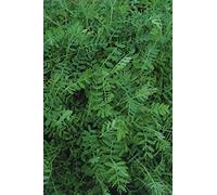 50 Grams Seeds of Winter Tares