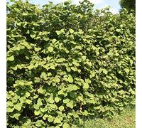 50 Hazel Nut Edible 40-60cm Corylus Avellana Plants Bareroot Hedging